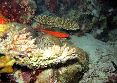 IMG_0781rf_Maldives_Madoogali_Plongee 7_House reef_Caezio tricolore_Pterocaesio tile